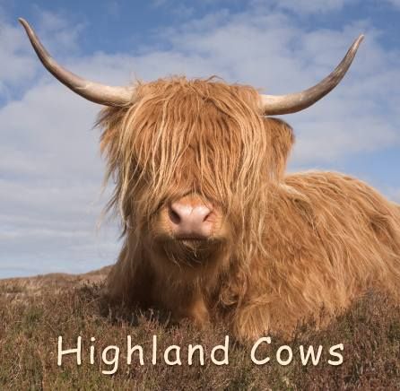 Highland Cow Gift Book