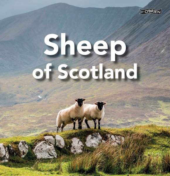 Sheep Of Scotland