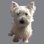 Westie Sitting  Greeting Card (Blank)